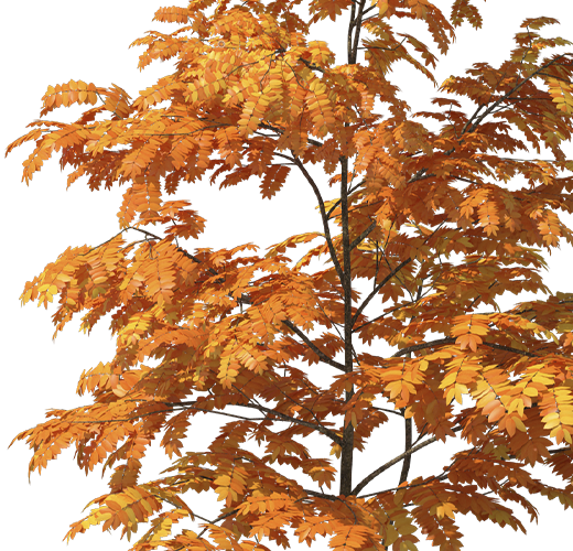 Autumn Tree